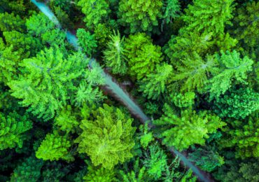 Cambiamenti climatici: perché le foreste sono solo parte della soluzione