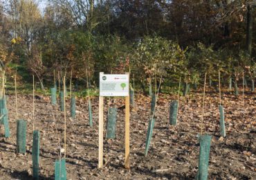 E.ON pianta 500 nuovi alberi a Milano, nel parco urbano del Bosco in Città