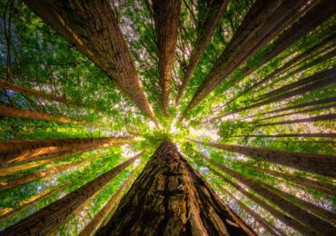 La Giornata nazionale degli alberi va celebrata oggi e sempre