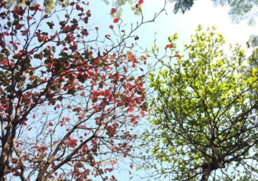 Festa dell'Albero, 1300 nuove piante nel parco del Vesuvio