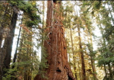 Foreste, non tutti sanno che potrebbero <b>assorbire</b> il doppio dell'anidride carbonica