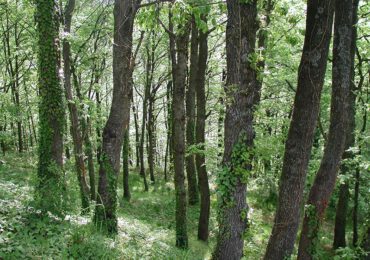 Aiel: la tutela delle foreste passa dalla valorizzazione delle filiere corte