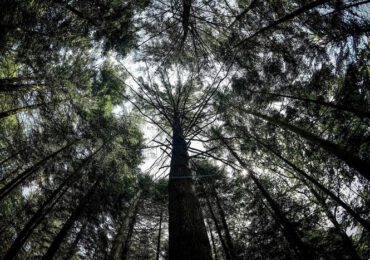 Abeti a rischio, foreste boreali alterate dal cambio clima - In breve - ANSA.it