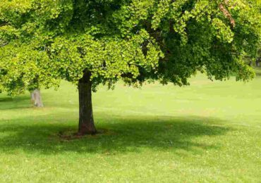 Ecco la lista degli alberi da frutto anti smog per eccellenza - Giornal.it
