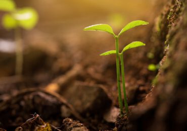 Il cibo del futuro crescerà con la fotosintesi artificiale - Corriere Nazionale