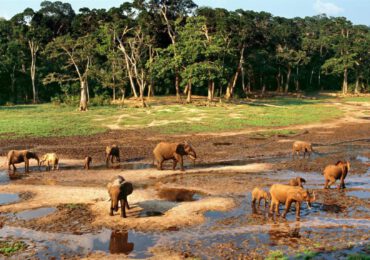 Non solo Amazzonia, anche la Foresta pluviale del Congo è minacciata dalla deforestazione - Ohga!