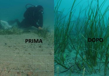 Nel Golfo di Trieste ora c'è una nursery di Cymodocea nodosa: piantate 2000 talee in grado ...
