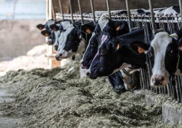Danimarca, arriva la tassa sulle <b>emissioni</b> di mucche e maiali contro il climate change