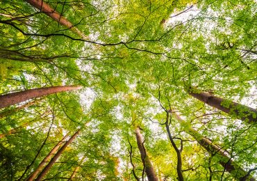 Rimboschimento in Europa: 3 miliardi di nuovi alberi per un futuro sostenibile