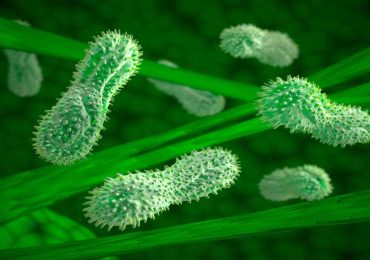 Respiravano senza ossigeno: scoperto il meccanismo usato da microrganismi 3 miliardi di anni fa
