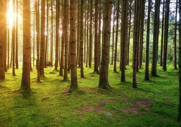 Assorbimento <b>CO2</b> foreste: i dati ufficiali sono sovrastimati? - Rinnovabili