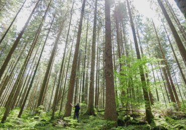 Foreste che emettono più <b>co2</b> di quanta ne assorbono: un allarme globale tra degrado e ...