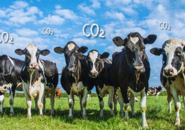 Il peso dell'allevamento sul <b>clima</b> in Italia: i nuovi dati del report ISPRA - Ruminantia