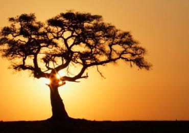 Alberi e Sequestro di Carbonio: Nuove Scoperte sul Fico - Scienze Notizie